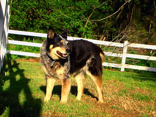 The Australian Cattle Dog